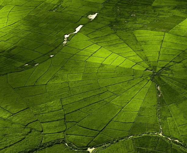 Sawah Lodok Cancar, Jaring Laba Laba dari Flores