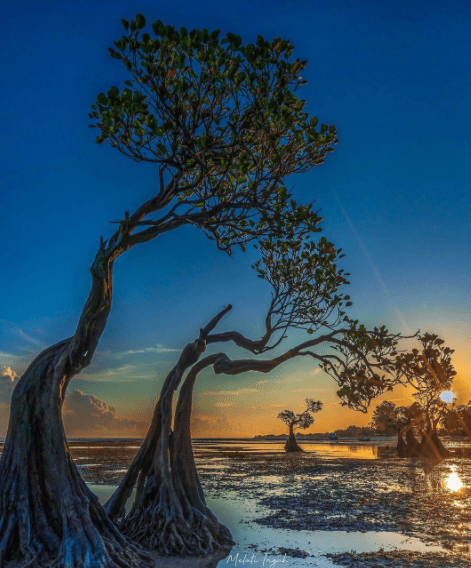 Sunset Dibalik Mangrove Unik di Pantai Walakiri Sumba