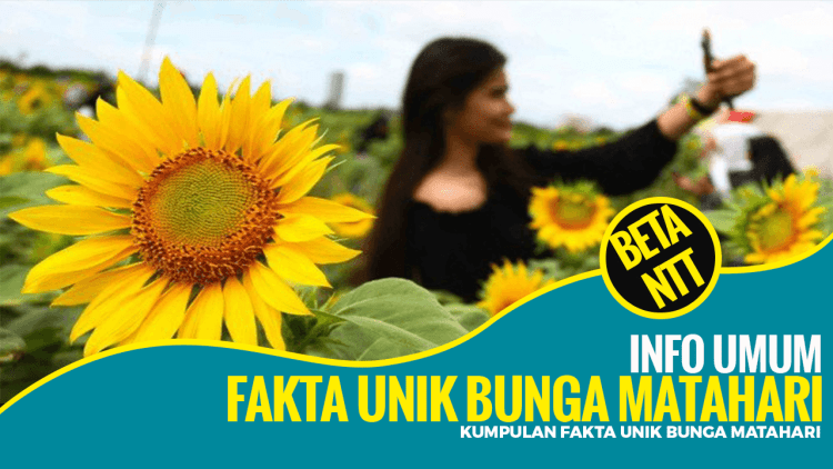 Kumpulan Fakta Unik Bunga Matahari