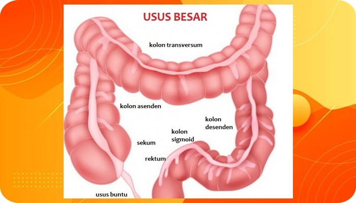 ALat Pencernaan Usus Besar