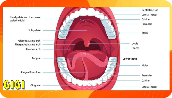 Alat Pencernaan - Gigi