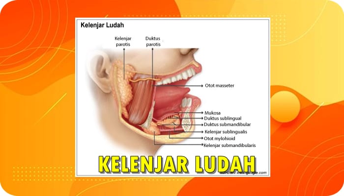 Alat Pencernaan - Kelenjar Ludah