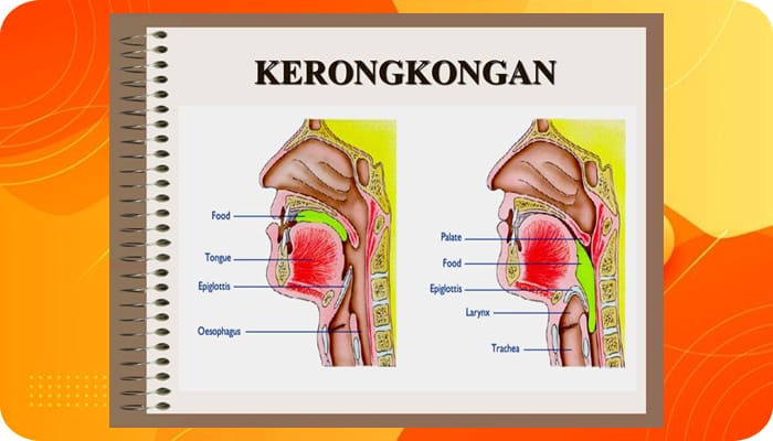 Alat Pencernaan Kerongkongan