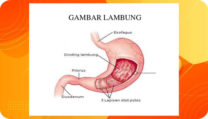 Alat Pencernaan Lambung