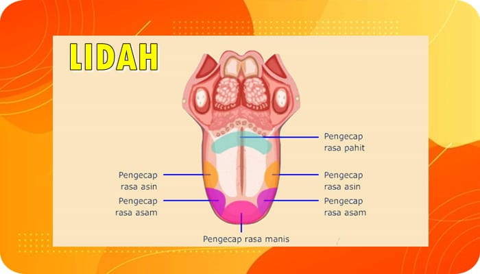 Alat Pencernaan Lidah