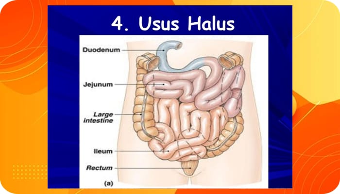 Alat Pencernaan Usus Halus