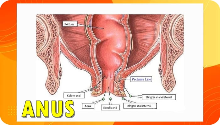 Gambar Anus