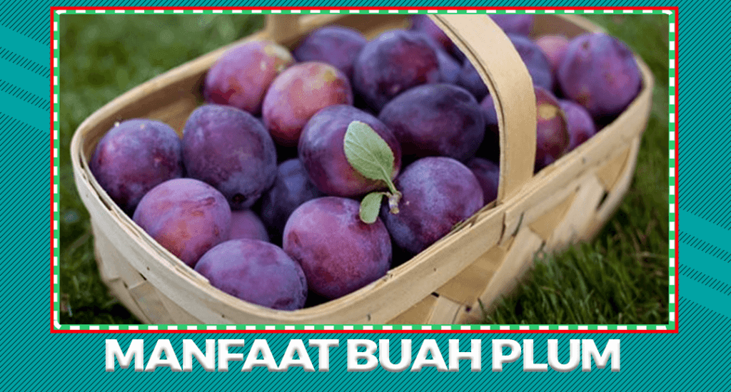 Manfaat dan Khasiat Buah Plum Untuk Tubuh Sehat