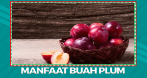 Manfaat dan Khasiat Buah Plum Untuk Tubuh Sehat