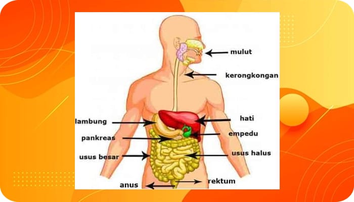 Proses Pencernaan Manusia